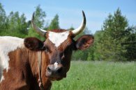 Производитель сырья